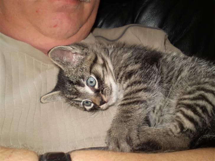 Huskat Emil billede 11