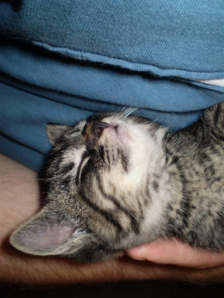 Huskat Emil billede 12