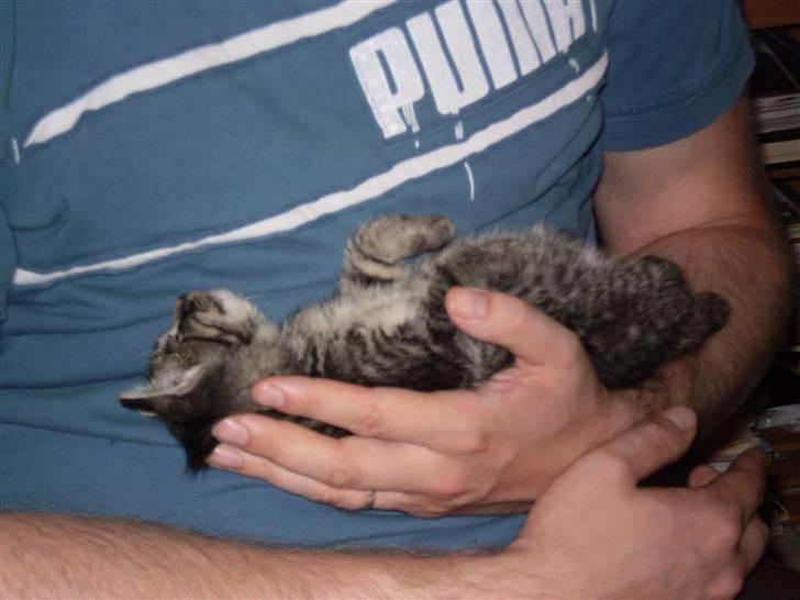 Huskat Emil billede 13