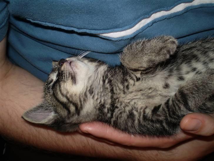 Huskat Emil billede 14