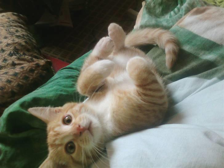 Huskat Oskar - savnet <'3  - velkommen til min profil billede 1