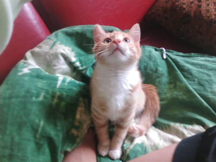 Huskat Oskar - savnet <'3  - charme, seltilid og lækker pels! billede 2