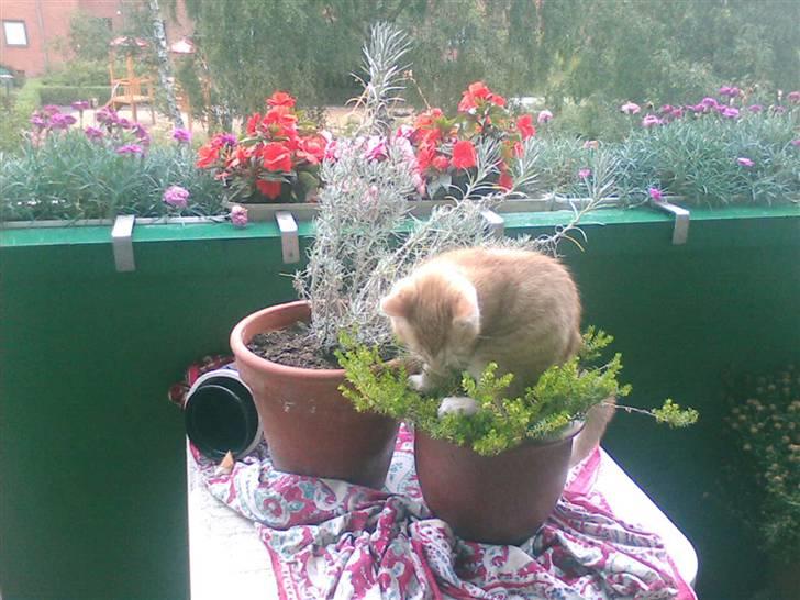 Huskat Oskar - savnet <'3  - er rigtig tiger der klattre i træer !! hmm måske mere urtepotter men det der med træer det kommer nok hehe billede 3