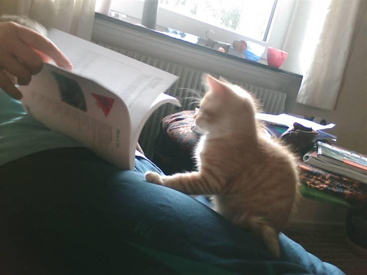 Huskat Oskar - savnet <'3  - uha uha billede 4