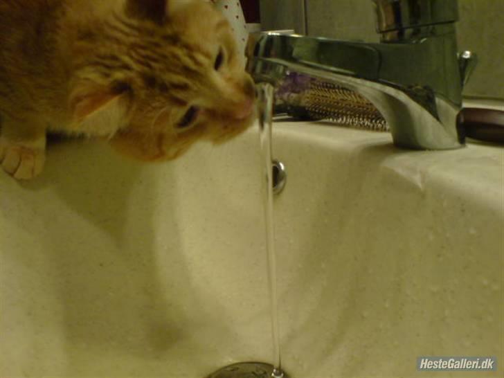 Huskat Oskar - savnet <'3  - jeg har lært at drikke af vandhanen <´3 det er smart at kunne hvis man ikk gider dele savl med musse :] jeg mangler bare lige at lære at tænde vandhanen . XD billede 5