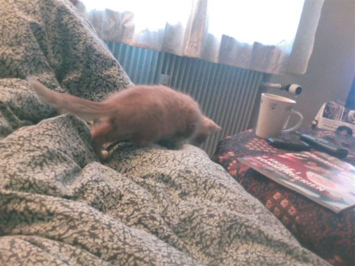 Huskat Oskar - savnet <'3  - uuuuh hva er der, der nede?? billede 6