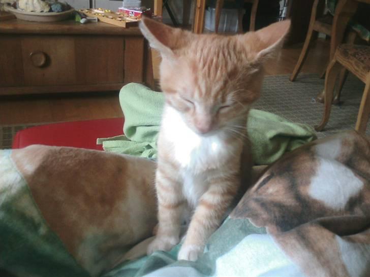 Huskat Oskar - savnet <'3  - såå zzZzz træt billede 7