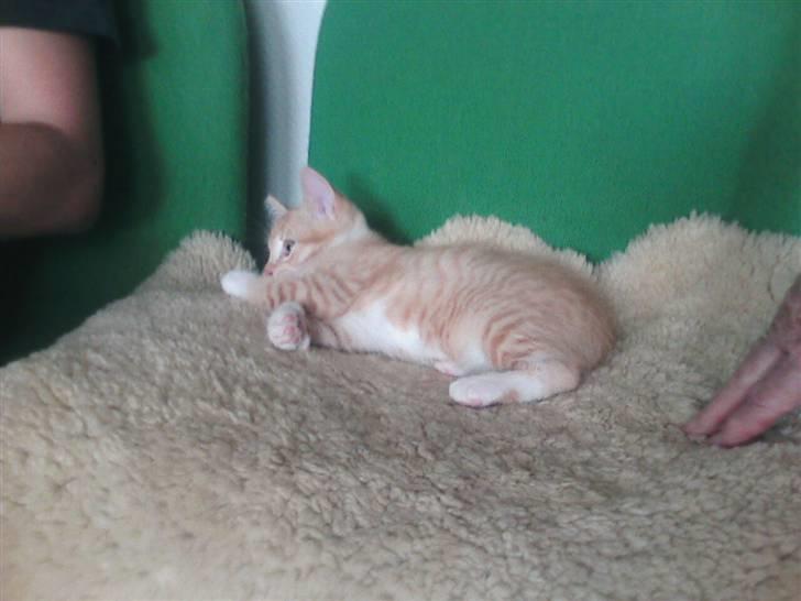 Huskat Oskar - savnet <'3  billede 8