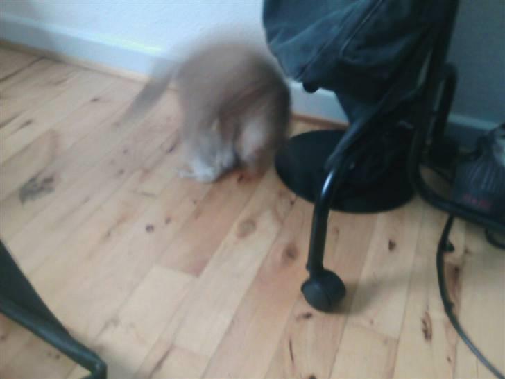 Huskat Oskar - savnet <'3  - jeg har den! billede 9