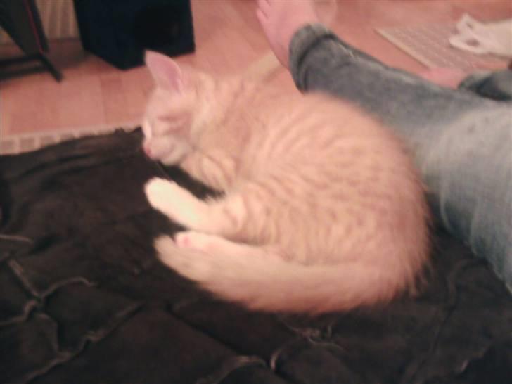 Huskat Oskar - savnet <'3  - ZZzz billede 10