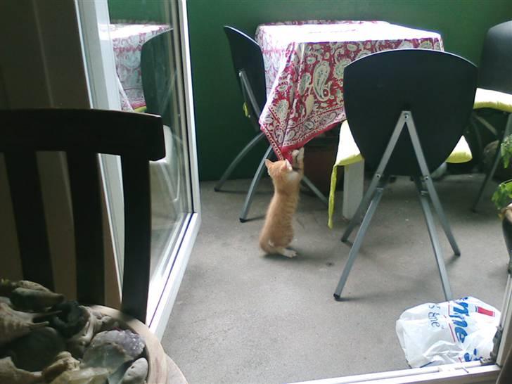 Huskat Oskar - savnet <'3  billede 11