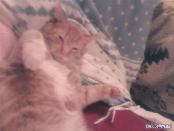 Huskat Oskar - savnet <'3  - miin kat :) elsker dig lige meget hvor fed du bliver  <´3 billede 12