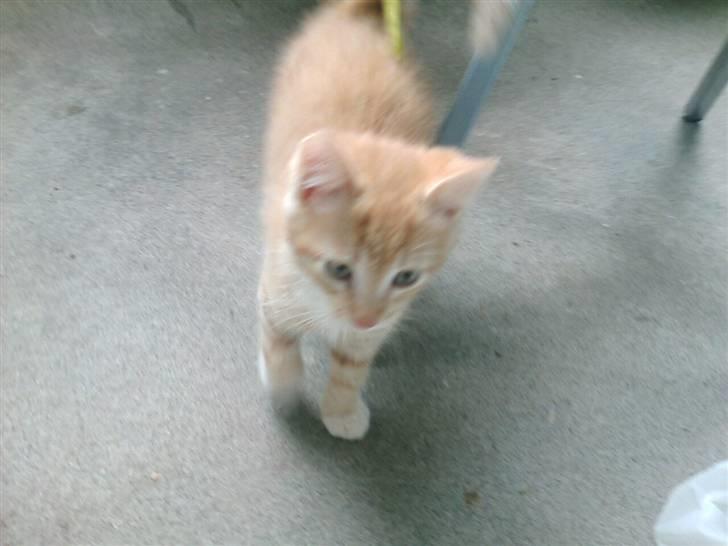 Huskat Oskar - savnet <'3  billede 13