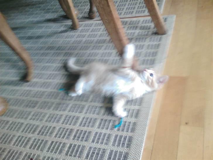 Huskat Oskar - savnet <'3  - jeg er død  billede 14