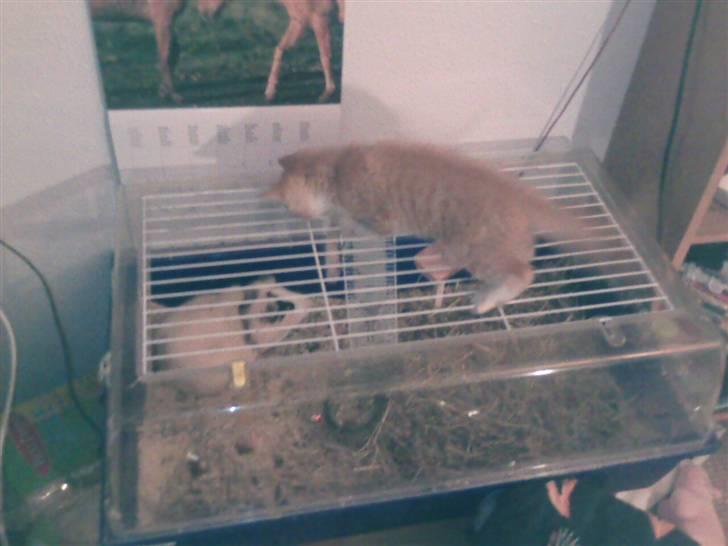 Huskat Oskar - savnet <'3  - nam nam... er der nogen der gider at fange den der masvine kottelet til mig??........ nå... man må også bare gøre alting selv! billede 15