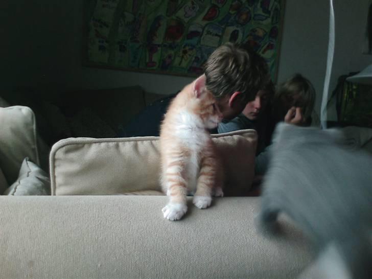 Huskat Oskar - savnet <'3  - UUps der kom cirkeline jo flyvende billede 16