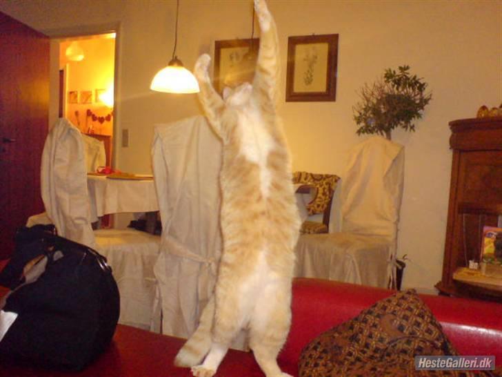 Huskat Oskar - savnet <'3  - nu kan jeg vist ikk blive højre? uuuh jeg er lige ved at få over balance . billede 17