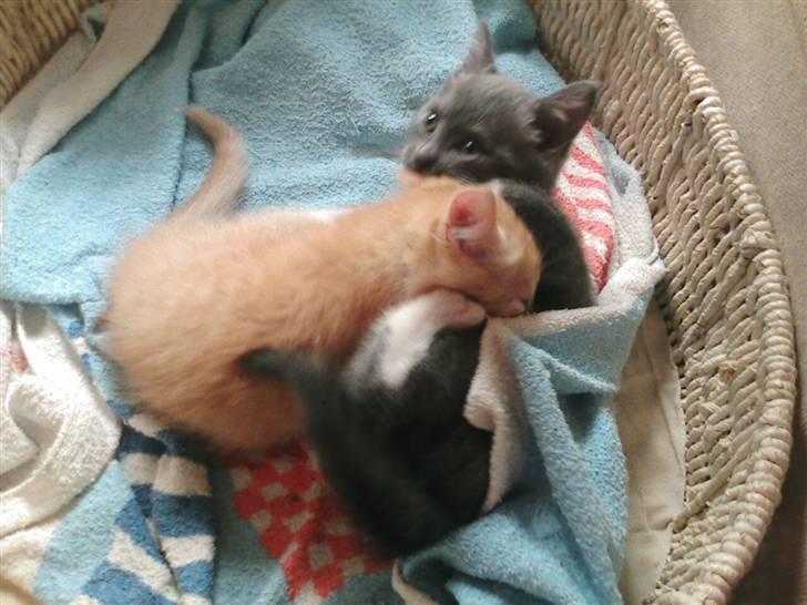 Huskat Oskar - savnet <'3  - vinder lige over cikke billede 18