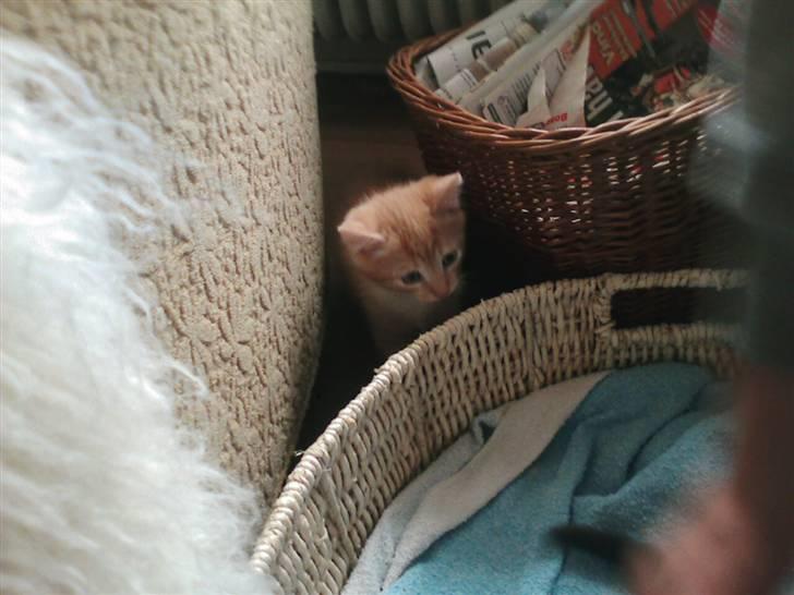 Huskat Oskar - savnet <'3  billede 19