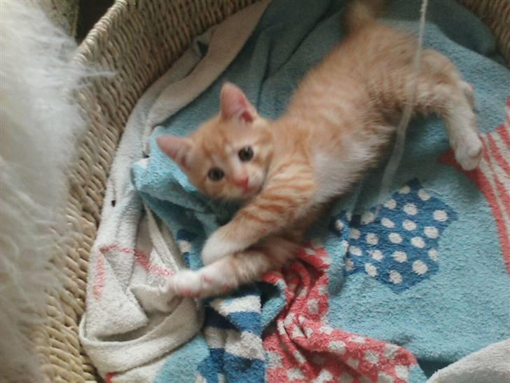 Huskat Oskar - savnet <'3  - favel håber vi ses billede 20