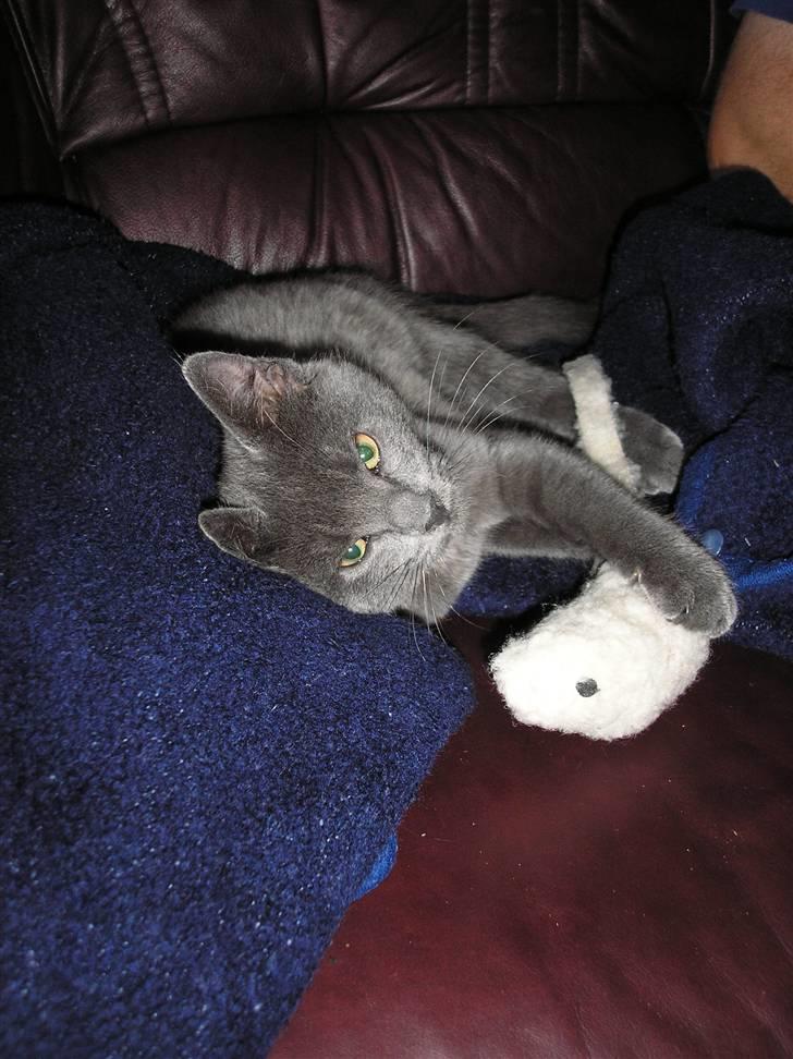 Huskat Lucky - Uha sådan en sofa er god...  billede 8
