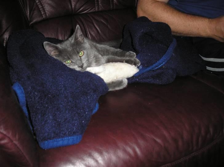 Huskat Lucky - jeg har da også en lille Rotte jeg kan tage der op... billede 9