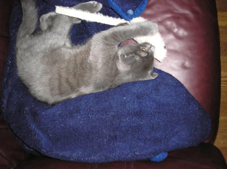 Huskat Lucky - Rotte er altså også god... billede 10