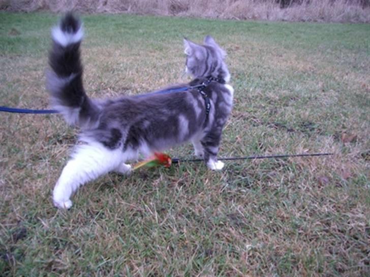 Norsk Skovkat Catci´s Amadeus - han er bare ikke til at tage billeder af :-( billede 4