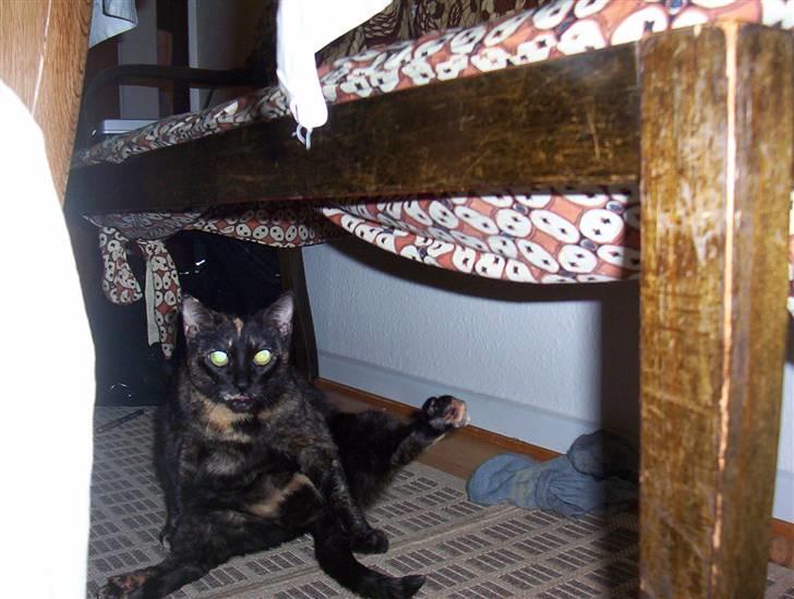 Blanding af racer MUSSE - hej alle - velkommen til min profil (; billede 1