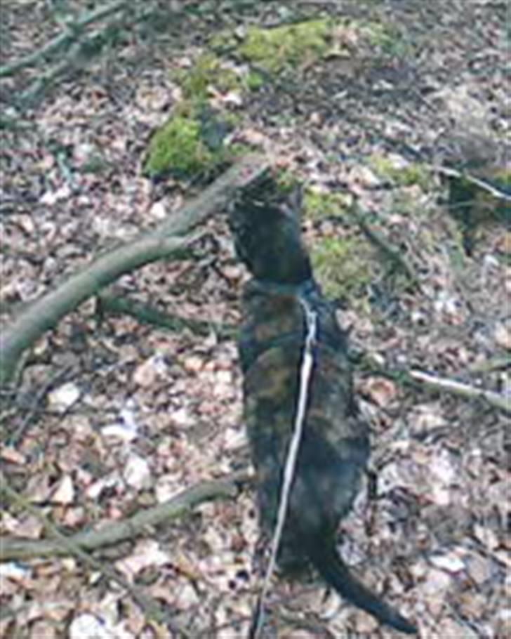 Blanding af racer MUSSE - musse i skoven billede 2