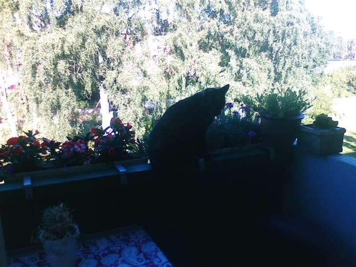 Blanding af racer MUSSE - musse på altanen billede 3