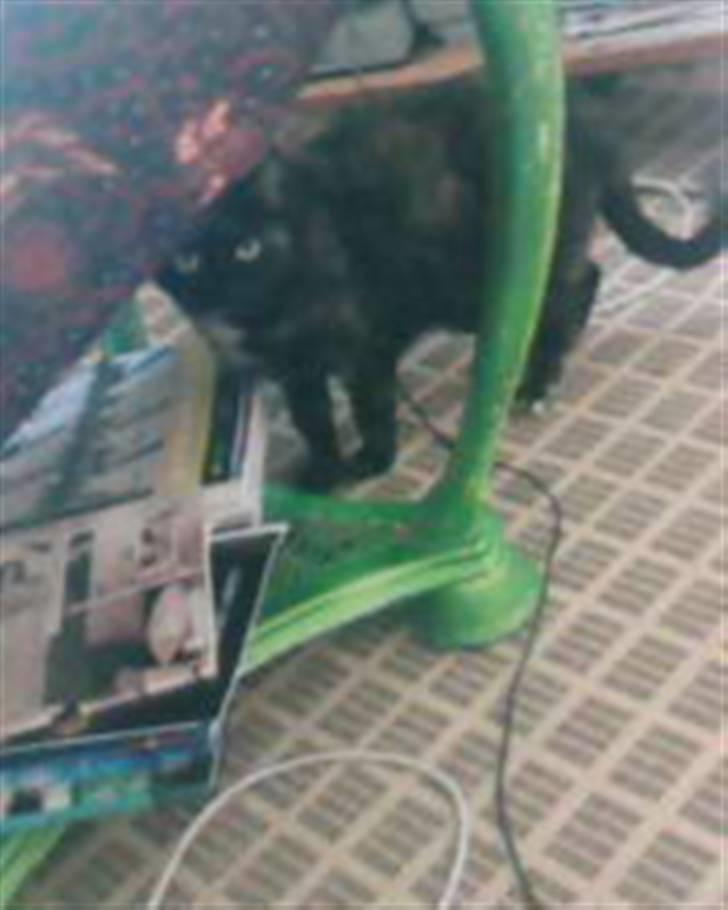 Blanding af racer MUSSE - musse min skat billede 4