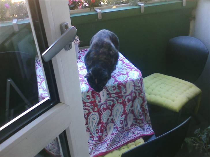 Blanding af racer MUSSE - musse skatter billede 5