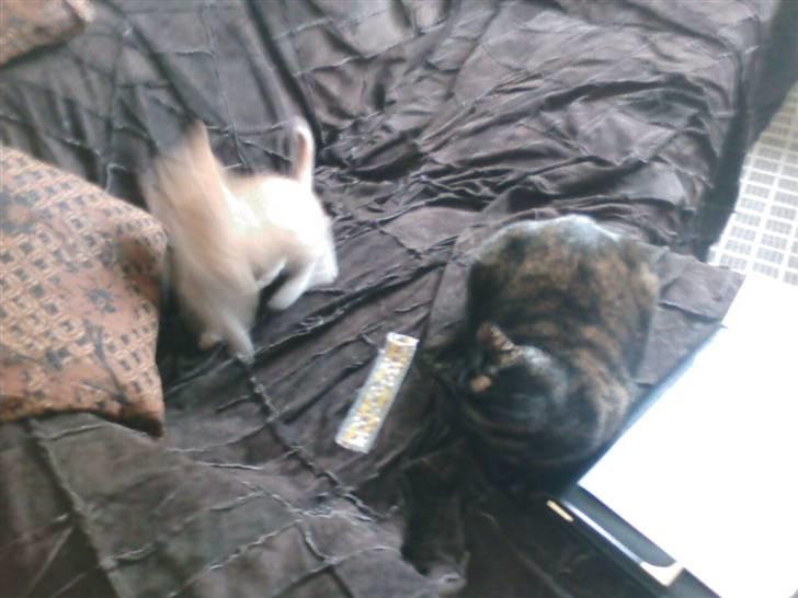 Blanding af racer MUSSE - musse og oskar billede 6