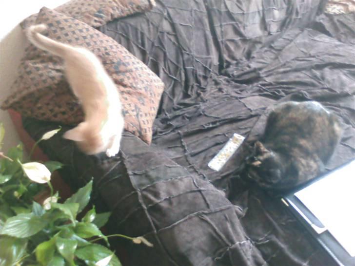 Blanding af racer MUSSE - musse og oskar billede 7