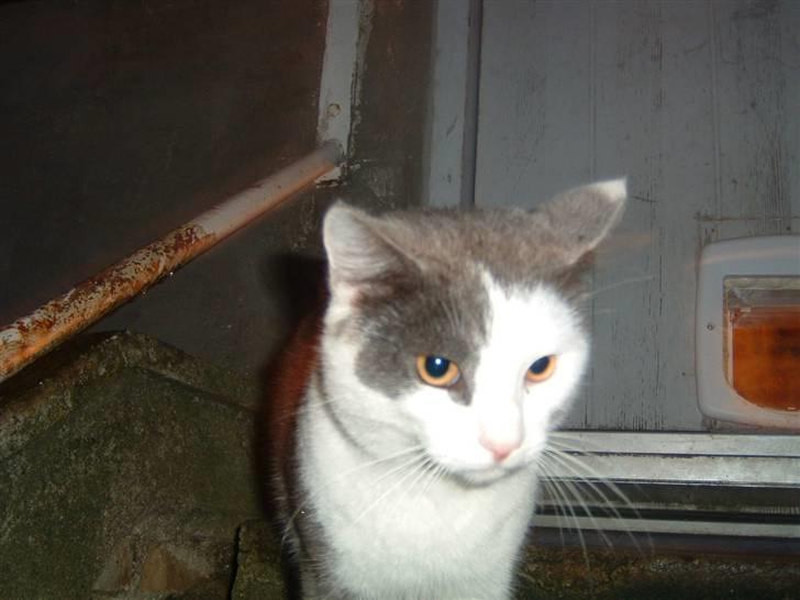 Blanding af racer Tarzan (bortgivet) billede 1