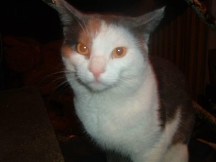 Blanding af racer Tarzan (bortgivet) billede 2