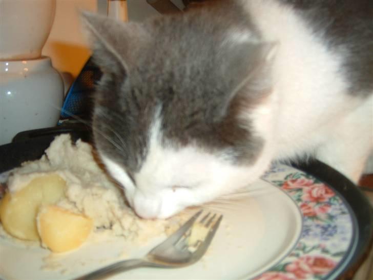 Blanding af racer Tarzan (bortgivet) billede 3