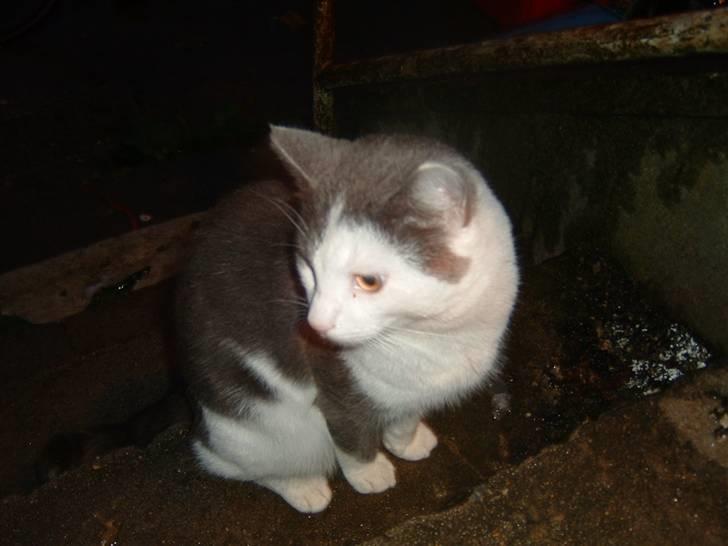 Blanding af racer Tarzan (bortgivet) billede 4