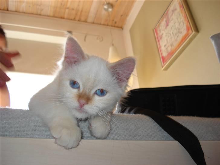 Blanding af racer mini - ligger da lige her og tager en slapper... billede 1