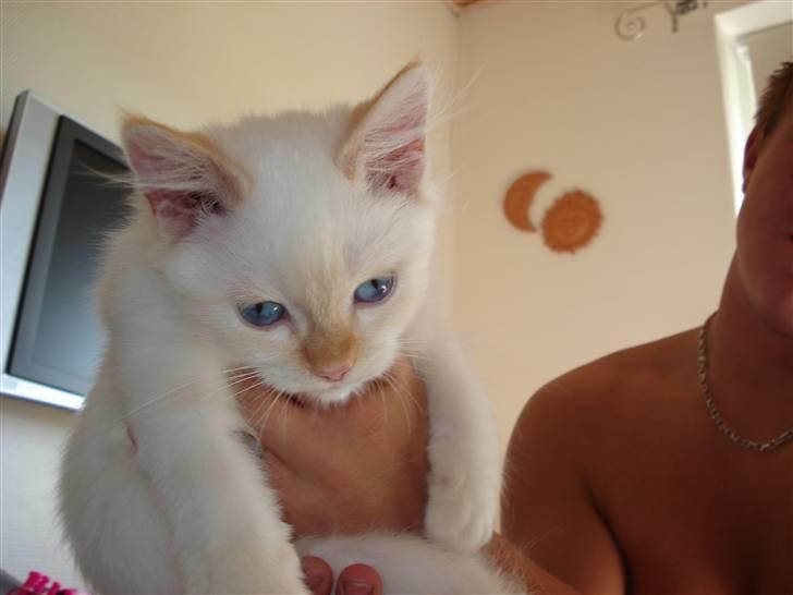 Blanding af racer mini - hænger til tørrer på Mikkel`s arm. billede 2