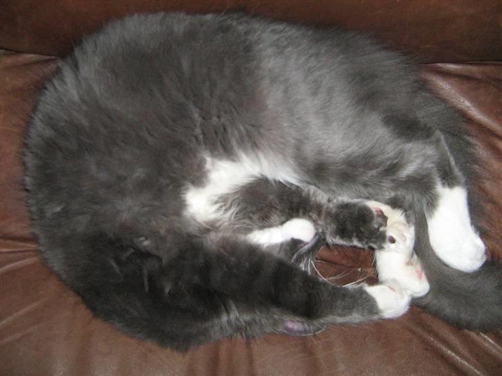 Blanding af racer  NFO/MCO Mega ( Mikkel ) - Mega sover *GG* billede 12