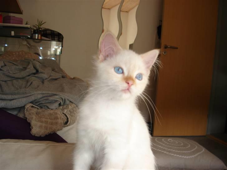 Blanding af racer mini - sidder lige og kigger ud af vinduet, der sker meget derude. billede 4