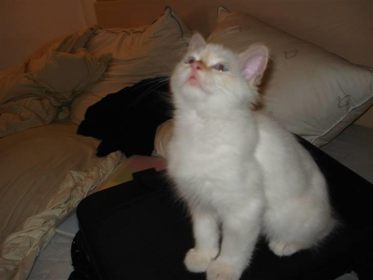 Blanding af racer mini - gade vide om der falder noget ned deroppe fra ? billede 5