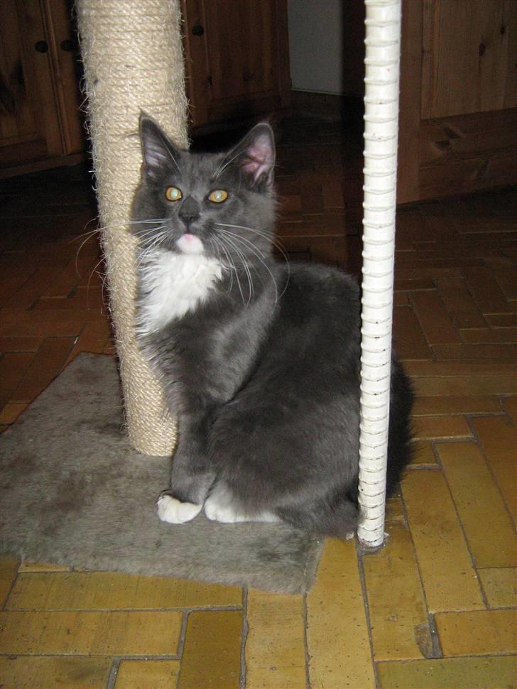 Blanding af racer  NFO/MCO Mega ( Mikkel ) - Bare rolig *mor*,jeg har ikke lavet ulykker,sidder bare her stille og roligt *GG* billede 13