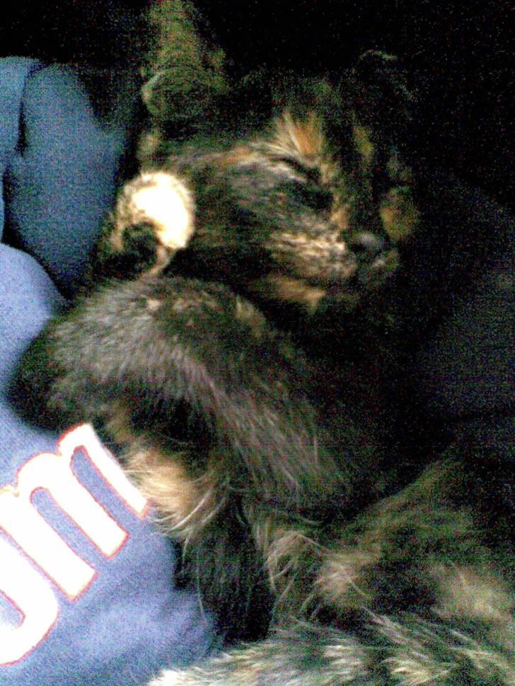 Blanding af racer Qba R.I.P billede 15