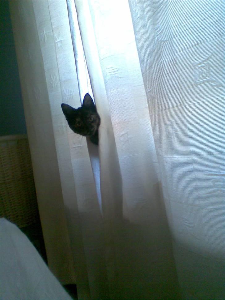 Blanding af racer Qba R.I.P - tit tit... :) billede 16