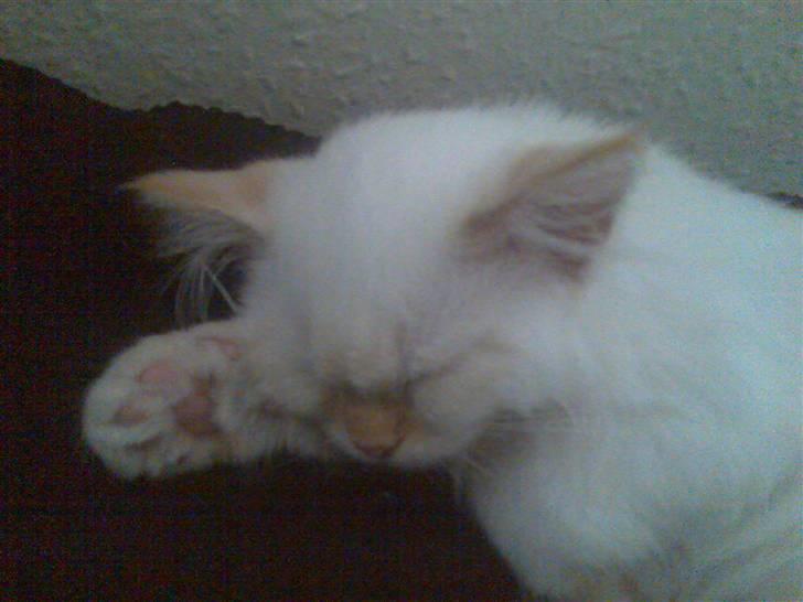 Blanding af racer mini - ligger lige og tager en fortjent slapper. billede 6