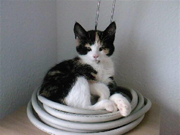 Huskat Tulle (Tullemus) billede 1