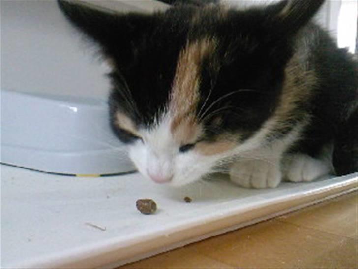 Huskat Tulle (Tullemus) - Tulle da vi lige havde fået hende :) billede 2